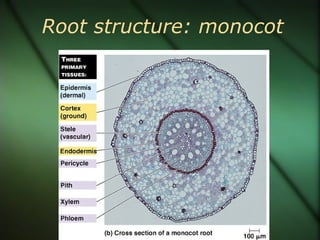 Root structure: monocot
 