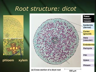 Root structure: dicot




phloem    xylem
 