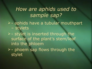 How are aphids used to
       sample sap?
 - aphids have a tubular mouthpart
  – stylets
 - stylet is inserted through the
  surface of the plant’s stem/leaf
  into the phloem
 - phoem sap flows through the
  stylet
 