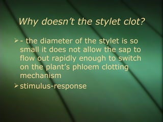 Why doesn’t the stylet clot?
 - the diameter of the stylet is so
  small it does not allow the sap to
  flow out rapidly enough to switch
  on the plant’s phloem clotting
  mechanism
 stimulus-response
 