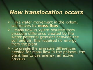 How translocation occurs
 - like water movement in the xylem,
  sap moves by mass flow
 - mass flow in xylem resulted from
  pressure difference created by the
  water potential gradient between the
  soil and air, this required no energy
  from the plant
 - to create the pressure differences
  needed for mass flow in the phloem, the
  plant has to use energy, an active
  process
 