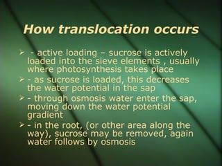How translocation occurs
 - active loading – sucrose is actively
  loaded into the sieve elements , usually
  where photosynthesis takes place
 - as sucrose is loaded, this decreases
  the water potential in the sap
 - through osmosis water enter the sap,
  moving down the water potential
  gradient
 - in the root, (or other area along the
  way), sucrose may be removed, again
  water follows by osmosis
 
