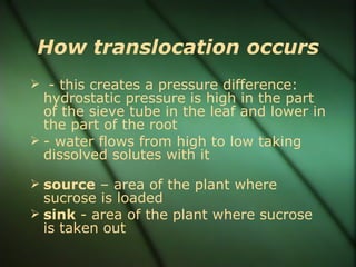 How translocation occurs
 - this creates a pressure difference:
  hydrostatic pressure is high in the part
  of the sieve tube in the leaf and lower in
  the part of the root
 - water flows from high to low taking
  dissolved solutes with it

 source – area of the plant where
  sucrose is loaded
 sink - area of the plant where sucrose
  is taken out
 