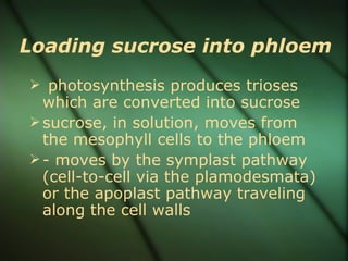 Loading sucrose into phloem
 photosynthesis produces trioses
  which are converted into sucrose
 sucrose, in solution, moves from
  the mesophyll cells to the phloem
 - moves by the symplast pathway
  (cell-to-cell via the plamodesmata)
  or the apoplast pathway traveling
  along the cell walls
 