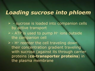 Loading sucrose into phloem
 - sucrose is loaded into companion cells
  by active transport
 - ATP is used to pump H+ ions outside
  the companion cell
 - H+ reenter the cell traveling down
  their concentration gradient traveling
  with sucrose (against its through carrier
  proteins (co-transporter proteins) in
  the plasma membrane
 