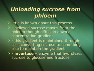 Unloading sucrose from
        phloem
 little is known about this process
 - believed sucrose moves from the
  phloem though diffusion down a
  concentration gradient
 - this gradient is maintained through
  cells converting sucrose to something
  else to maintain the gradient
 - invertase – enzyme that hydrolyzes
  sucrose to glucose and fructose
 