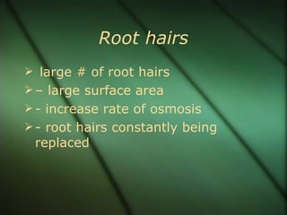 Root hairs
 large # of root hairs
 – large surface area
 - increase rate of osmosis
 - root hairs constantly being
 re...