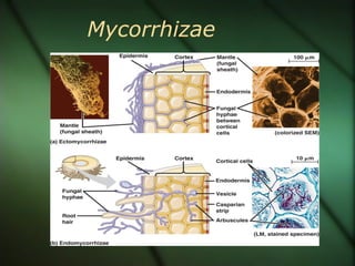 Mycorrhizae
 