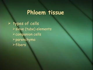 Phloem: food-conducting
           cells
 sieve tube elements & companion cells
 
