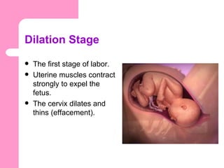 Dilation Stage
   The first stage of labor.
   Uterine muscles contract
    strongly to expel the
    fetus.
   The cervix dilates and
    thins (effacement).
 
