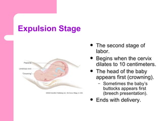 Expulsion Stage
                     The second stage of
                      labor.
                     Begins when the cervix
                      dilates to 10 centimeters.
                     The head of the baby
                      appears first (crowning).
                      –   Sometimes the baby’s
                          buttocks appears first
                          (breech presentation).
                     Ends with delivery.
 
