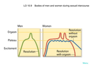Menu LO 10.9  Bodies of men and women during sexual intercourse 