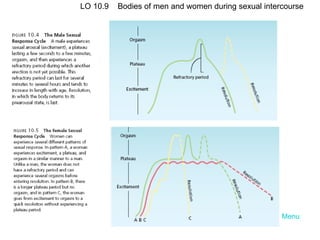 Menu LO 10.9  Bodies of men and women during sexual intercourse 