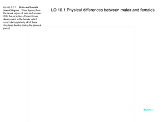 Menu LO 10.1 Physical differences between males and females 