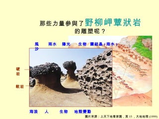 那些力量參與了 野柳岬蕈狀岩 的雕塑呢？ 海浪 風沙 雨水 陽光 生物 鹽結晶 ( 海水 ) 圖片來源：上天下地看家園，頁 15 ，大地地理 (1999) 人 生物 地殼變動 硬岩 軟岩 