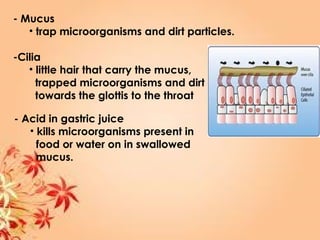 - Mucus
• trap microorganisms and dirt particles.
-Cilia
• little hair that carry the mucus,
trapped microorganisms and dirt
towards the glottis to the throat
- Acid in gastric juice
• kills microorganisms present in
food or water on in swallowed
mucus.
 