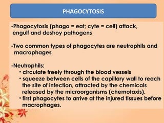 PHAGOCYTOSIS
-Phagocytosis (phago = eat; cyte = cell) attack,
engulf and destroy pathogens
-Two common types of phagocytes are neutrophils and
macrophages
-Neutrophils:
• circulate freely through the blood vessels
• squeeze between cells of the capillary wall to reach
the site of infection, attracted by the chemicals
released by the microorganisms (chemotaxis).
• first phagocytes to arrive at the injured tissues before
macrophages.
 