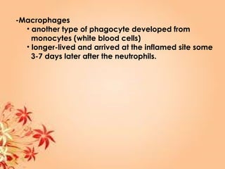 -Macrophages
• another type of phagocyte developed from
monocytes (white blood cells)
• longer-lived and arrived at the inflamed site some
3-7 days later after the neutrophils.
 
