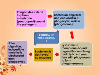 PROCESS OF
PHAGOCYTOSI
S
 