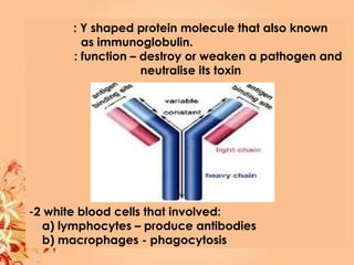 : Y shaped protein molecule that also known
as immunoglobulin.
: function – destroy or weaken a pathogen and
neutralise its toxin
-2 white blood cells that involved:
a) lymphocytes – produce antibodies
b) macrophages - phagocytosis
 
