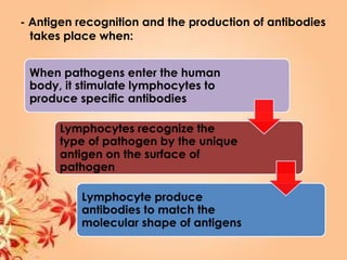 - Antigen recognition and the production of antibodies
takes place when:
 