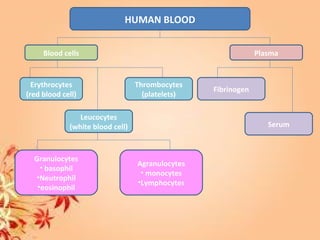 HUMAN BLOOD
Blood cells Plasma
Erythrocytes
(red blood cell)
Leucocytes
(white blood cell)
Thrombocytes
(platelets)
Granulocytes
• basophil
•Neutrophil
•eosinophil
Agranulocytes
• monocytes
•Lymphocytes
Fibrinogen
Serum
 