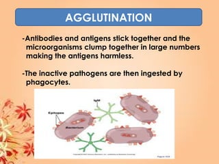 AGGLUTINATION
-Antibodies and antigens stick together and the
microorganisms clump together in large numbers
making the antigens harmless.
-The inactive pathogens are then ingested by
phagocytes.
 