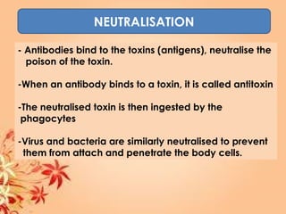 NEUTRALISATION
- Antibodies bind to the toxins (antigens), neutralise the
poison of the toxin.
-When an antibody binds to a toxin, it is called antitoxin
-The neutralised toxin is then ingested by the
phagocytes
-Virus and bacteria are similarly neutralised to prevent
them from attach and penetrate the body cells.
 