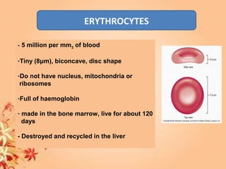 ERYTHROCYTES
- 5 million per mm3 of blood
-Tiny (8μm), biconcave, disc shape
-Do not have nucleus, mitochondria or
ribosomes
-Full of haemoglobin
- made in the bone marrow, live for about 120
days
- Destroyed and recycled in the liver
 
