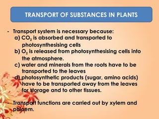 TRANSPORT OF SUBSTANCES IN PLANTS
- Transport system is necessary because:
a) CO2 is absorbed and transported to
photosynthesising cells
b) O2 is released from photosynthesising cells into
the atmosphere.
c) water and minerals from the roots have to be
transported to the leaves
d) photosynthetic products (sugar, amino acids)
have to be transported away from the leaves
for storage and to other tissues.
- Transport functions are carried out by xylem and
phloem.
 