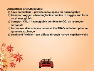 -Adaptations of erythtocytes:
a) have no nucleus – provide more space for haemoglobin
b) transport oxygen – haemoglobin combine to oxygen and form
oxyhaemoglobin
c) transport CO2 – haemoglobin combine to CO2 as hydrogen-
carbonate
d) biconcave, disc shape – increase the TSA/V ratio for optimum
gaseous exchange
e) small and flexible – can diffuse through narrow capillary walls
 