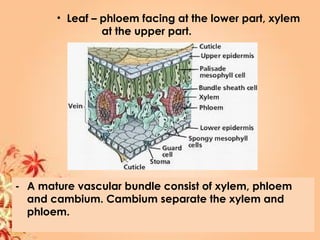 • Leaf – phloem facing at the lower part, xylem
at the upper part.
- A mature vascular bundle consist of xylem, phloem
and cambium. Cambium separate the xylem and
phloem.
 