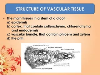 STRUCTURE OF VASCULAR TISSUE
- The main tissues in a stem of a dicot :
a) epidermis
b) cortex, that contain collenchyma, chlorenchyma
and endodermis
c) vascular bundle, that contain phloem and xylem
d) the pith
 