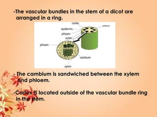 -The vascular bundles in the stem of a dicot are
arranged in a ring.
- The cambium is sandwiched between the xylem
and phloem.
-Cortex is located outside of the vascular bundle ring
in the stem.
 