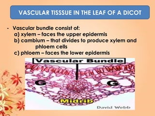VASCULAR TISSSUE IN THE LEAF OF A DICOT
- Vascular bundle consist of:
a) xylem – faces the upper epidermis
b) cambium – that divides to produce xylem and
phloem cells
c) phloem – faces the lower epidermis
 