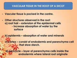 VASCULAR TISSUE IN THE ROOT OF A DICOT
- Vascular tissue is packed in the centre.
- Other structures observed in the root:
a) root hair – extension of the epidermal cells
- increase absorption of water by the
surface
b) epidermis – absorption of water and minerals
c) cortex – consist of endodermis and parenchyma cell
that store starch.
d) pericycle – layer of parenchyma cells inside the
endodermis where lateral root originate
 