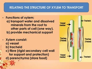 RELATING THE STRUCTURE OF XYLEM TO TRANSPORT
- Functions of xylem:
a) transport water and dissolved
minerals from the root to
other parts of cell (one way).
b) provide mechanical support
- Xylem consist:
a) vessel
b) tracheid
c) fibre (rigid secondary cell wall
for support and protection)
d) parenchyma (store food)
 