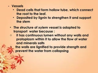 - Vessels
• Dead cells that form hollow tube, which connect
the root to the leaf.
• Deposited by lignin to strengthen it and support
the stem
• The structure of xylem vessel is adapted to
transport water because :
o it has continuous lumen without any walls and
protoplasm within it to allow the flow of water
and minerals salts
o the walls are lignified to provide strength and
prevent the water from collapsing
 