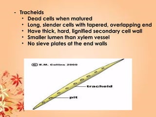 - Tracheids
• Dead cells when matured
• Long, slender cells with tapered, overlapping end
• Have thick, hard, lignified secondary cell wall
• Smaller lumen than xylem vessel
• No sieve plates at the end walls
 