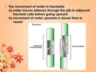 - The movement of water in tracheids:
a) water moves sideway through the pits in adjacent
tracheid cells before going upward
b) movement of water upwards is slower than in
vessel
 