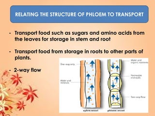 RELATING THE STRUCTURE OF PHLOEM TO TRANSPORT
- Transport food such as sugars and amino acids from
the leaves for storage in stem and root
- Transport food from storage in roots to other parts of
plants.
- 2-way flow
 