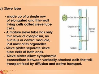 a) Sieve tube
- made up of a single row
of elongated and thin-wall
living cells called sieve tube
cells.
- A mature sieve tube has only
thin layer of cytoplasm, no
nucleus or central vacuole,
lost most of its organelles
- Sieve plates separate sieve
tube cells at both ends.
- Sieve plates allow cytoplasmic
connections between vertically-stacked cells that will
transport food by diffusion and active transport.
 