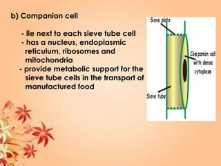 b) Companion cell
- lie next to each sieve tube cell
- has a nucleus, endoplasmic
reticulum, ribosomes and
mitochondria
- provide metabolic support for the
sieve tube cells in the transport of
manufactured food
 