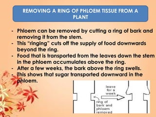 REMOVING A RING OF PHLOEM TISSUE FROM A
PLANT
- Phloem can be removed by cutting a ring of bark and
removing it from the stem.
- This “ringing” cuts off the supply of food downwards
beyond the ring.
- Food that is transported from the leaves down the stem
in the phloem accumulates above the ring.
- After a few weeks, the bark above the ring swells.
- This shows that sugar transported downward in the
phloem.
 