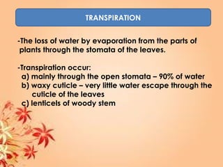 TRANSPIRATION
-The loss of water by evaporation from the parts of
plants through the stomata of the leaves.
-Transpiration occur:
a) mainly through the open stomata – 90% of water
b) waxy cuticle – very little water escape through the
cuticle of the leaves
c) lenticels of woody stem
 