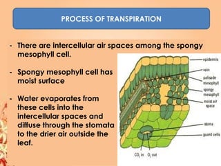 PROCESS OF TRANSPIRATION
- There are intercellular air spaces among the spongy
mesophyll cell.
- Spongy mesophyll cell has
moist surface
- Water evaporates from
these cells into the
intercellular spaces and
diffuse through the stomata
to the drier air outside the
leaf.
 