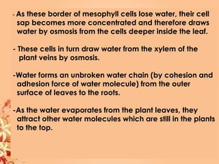- As these border of mesophyll cells lose water, their cell
sap becomes more concentrated and therefore draws
water by osmosis from the cells deeper inside the leaf.
- These cells in turn draw water from the xylem of the
plant veins by osmosis.
-Water forms an unbroken water chain (by cohesion and
adhesion force of water molecule) from the outer
surface of leaves to the roots.
-As the water evaporates from the plant leaves, they
attract other water molecules which are still in the plants
to the top.
 