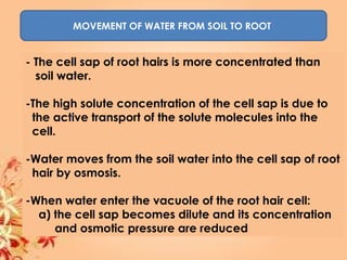 MOVEMENT OF WATER FROM SOIL TO ROOT
- The cell sap of root hairs is more concentrated than
soil water.
-The high solute concentration of the cell sap is due to
the active transport of the solute molecules into the
cell.
-Water moves from the soil water into the cell sap of root
hair by osmosis.
-When water enter the vacuole of the root hair cell:
a) the cell sap becomes dilute and its concentration
and osmotic pressure are reduced
 