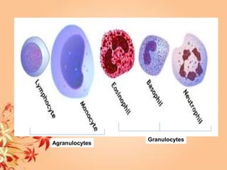 Granulocytes
Agranulocytes
 