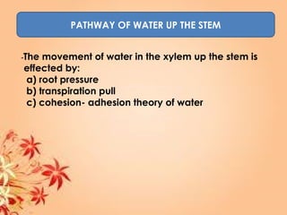 PATHWAY OF WATER UP THE STEM
-The movement of water in the xylem up the stem is
effected by:
a) root pressure
b) transpiration pull
c) cohesion- adhesion theory of water
 